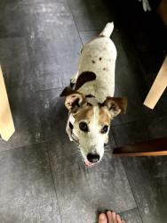 Found/Stray Unknown Dog last seen main st. Saxonburg PA, Saxonburg, PA 16056