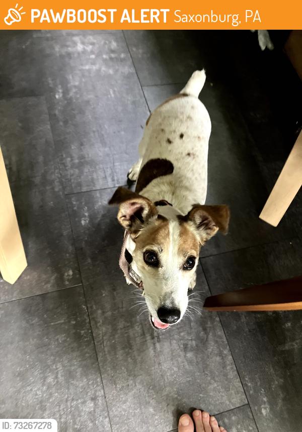 Found/Stray Unknown Dog last seen main st. Saxonburg PA, Saxonburg, PA 16056