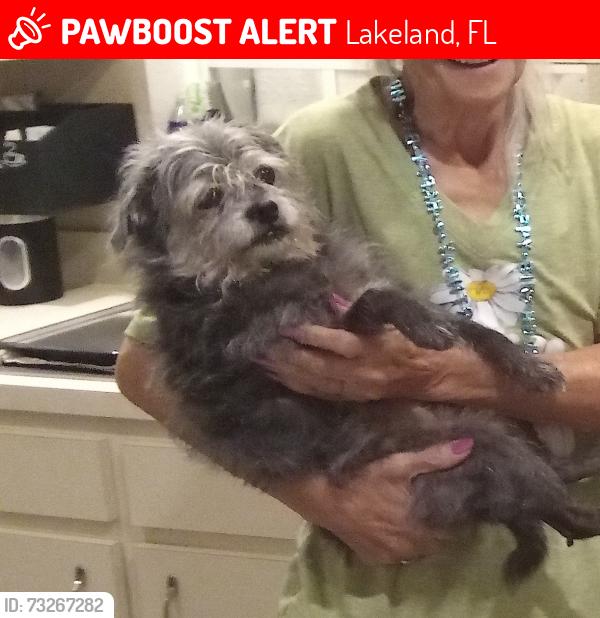 Lost Female Dog last seen Pipkin rd Family Dollar, Lakeland, FL 33811
