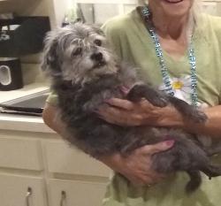 Lost Female Dog last seen Pipkin rd Family Dollar, Lakeland, FL 33811