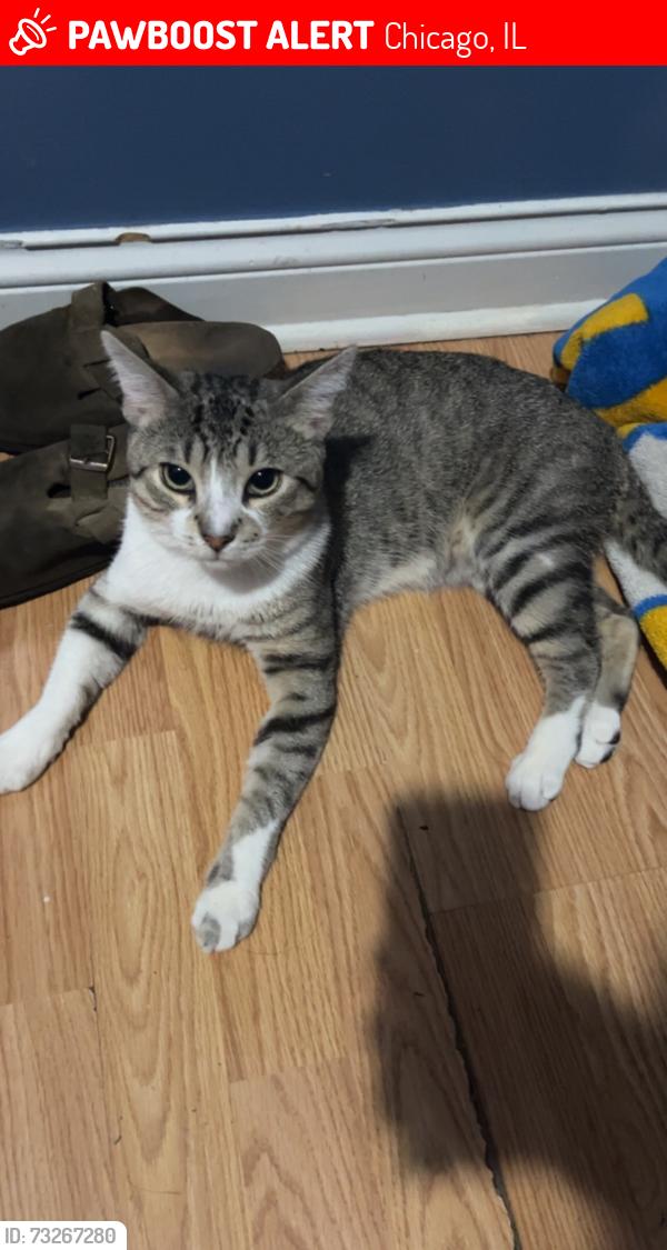 Lost Male Cat last seen Near north long ave, Chicago, IL 60639