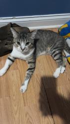 Lost Male Cat last seen Near north long ave, Chicago, IL 60639