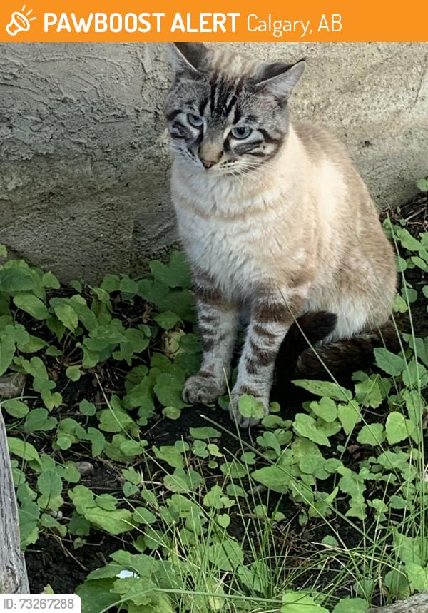 Found/Stray Male Cat last seen Famead road NE CALGARY Falconridge, Calgary, AB 