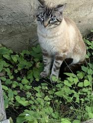 Found/Stray Male Cat last seen Famead road NE CALGARY Falconridge, Calgary, AB 