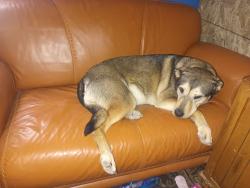 Lost Female Dog last seen Indian village heights and high stakes view, Fountain, CO 80817