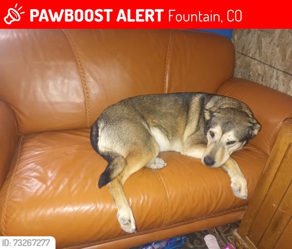 Lost Female Dog last seen Indian village heights and high stakes view, Fountain, CO 80817