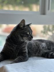 Found/Stray Male Cat last seen Culver and bryan, Irvine, CA 92620