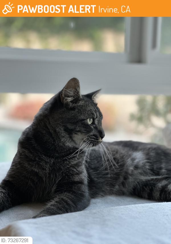 Found/Stray Male Cat last seen Culver and bryan, Irvine, CA 92620