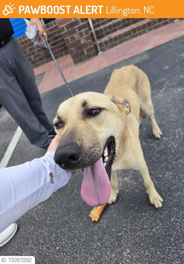 Found/Stray Male Dog last seen John Hiester Chevrolet, Lillington, NC 27546