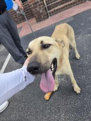 Found/Stray Male Dog last seen John Hiester Chevrolet, Lillington, NC 27546