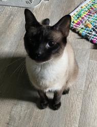 Lost Male Cat last seen Fox Run Dr Granit Springs Rd, Spotsylvania County, VA 22551