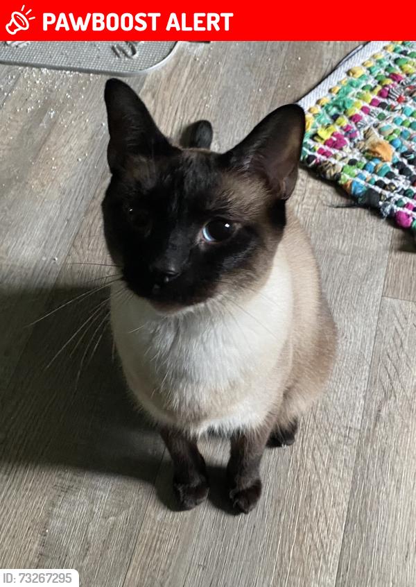 Lost Male Cat last seen Fox Run Dr Granit Springs Rd, Spotsylvania County, VA 22551