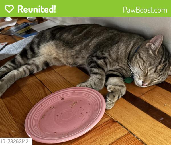 Reunited Female Cat last seen 48th Avenue & 70th Street, Queens, NY 11377