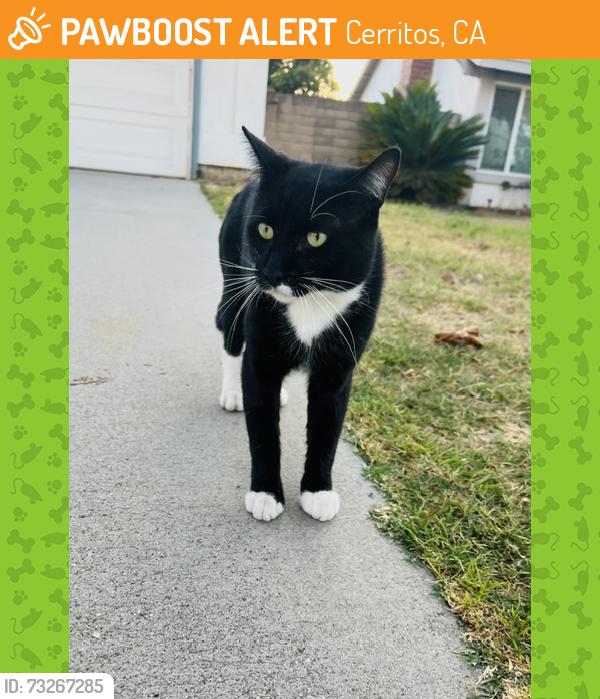 Found/Stray Male Cat last seen Newbrook Ave, Cerritos, Cerritos, CA 90703