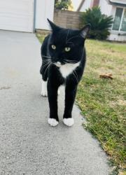 Found/Stray Male Cat last seen Newbrook Ave, Cerritos, Cerritos, CA 90703