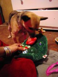 Lost Male Dog last seen Between Trekell & Brown/Florence Blvd & Jimmie Kerr, Casa Grande, AZ 85122