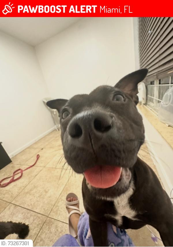 Lost Female Dog last seen Near SW 181st Terr Miami, FL 33177 United States, Miami, FL 33177