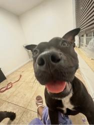 Lost Female Dog last seen Near SW 181st Terr Miami, FL 33177 United States, Miami, FL 33177