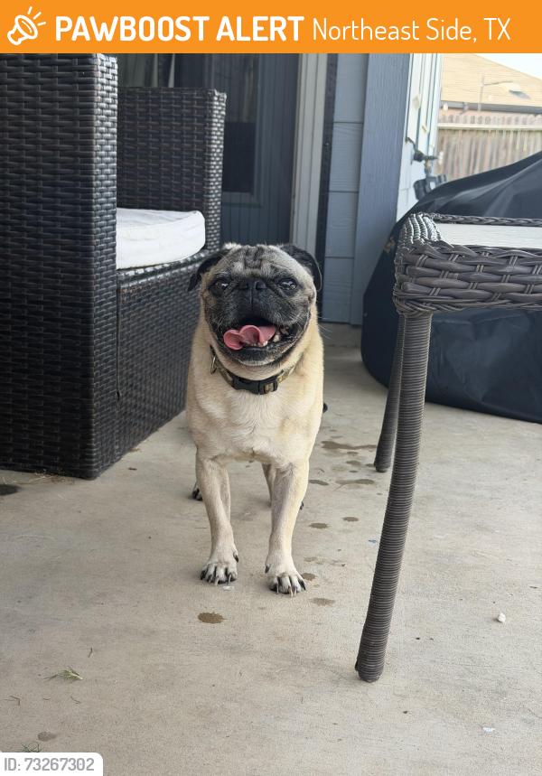 Found/Stray Male Dog last seen Noble Crest, Northeast Side, TX 78109
