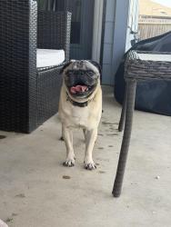 Found/Stray Male Dog last seen Noble Crest, Northeast Side, TX 78109