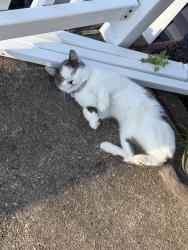 Found/Stray Unknown Cat last seen Poplar St & Lowell Ave, Central Islip, NY 11722
