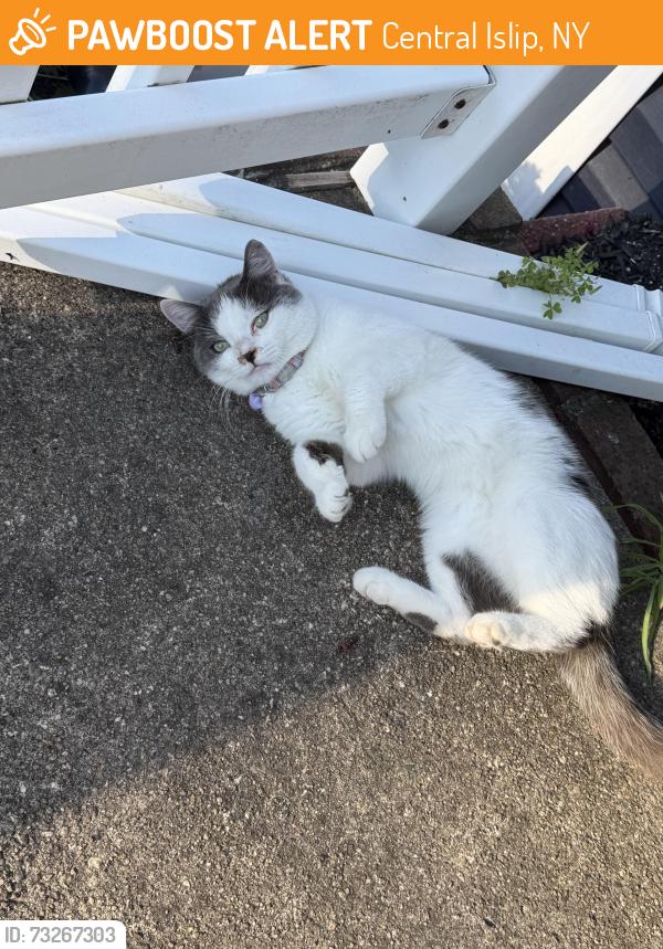 Found/Stray Unknown Cat last seen Poplar St & Lowell Ave, Central Islip, NY 11722