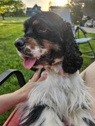 Lost Male Dog last seen Near w steger road, Frankfort, IL 60423