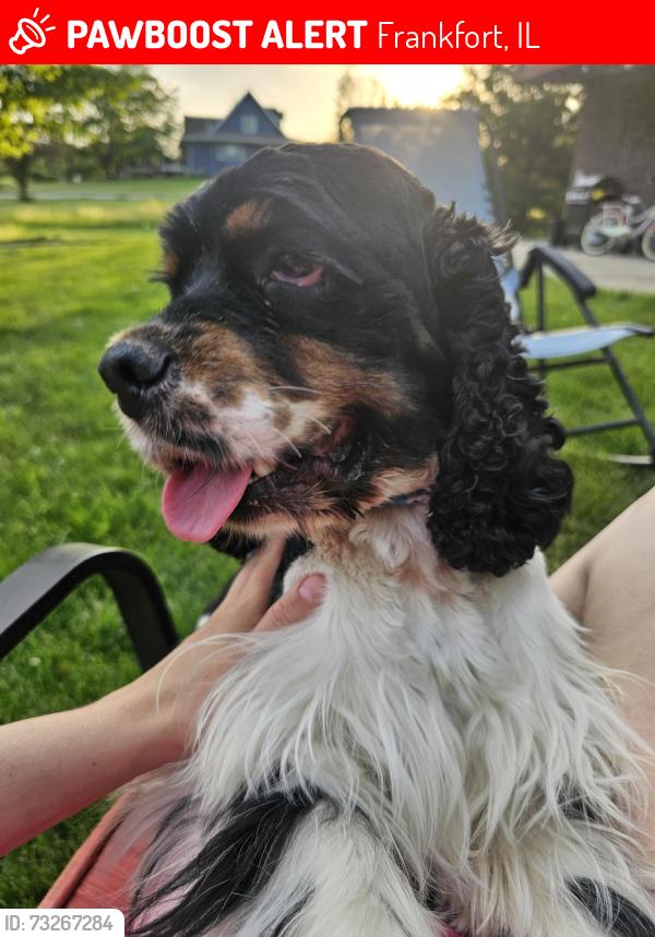 Lost Male Dog last seen Near w steger road, Frankfort, IL 60423