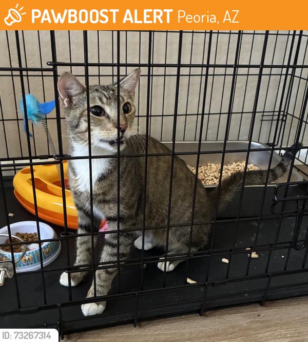 Found/Stray Male Cat last seen 67th Ave & Cactus, Peoria, AZ 85345