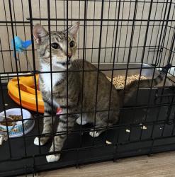 Found/Stray Male Cat last seen 67th Ave & Cactus, Peoria, AZ 85345