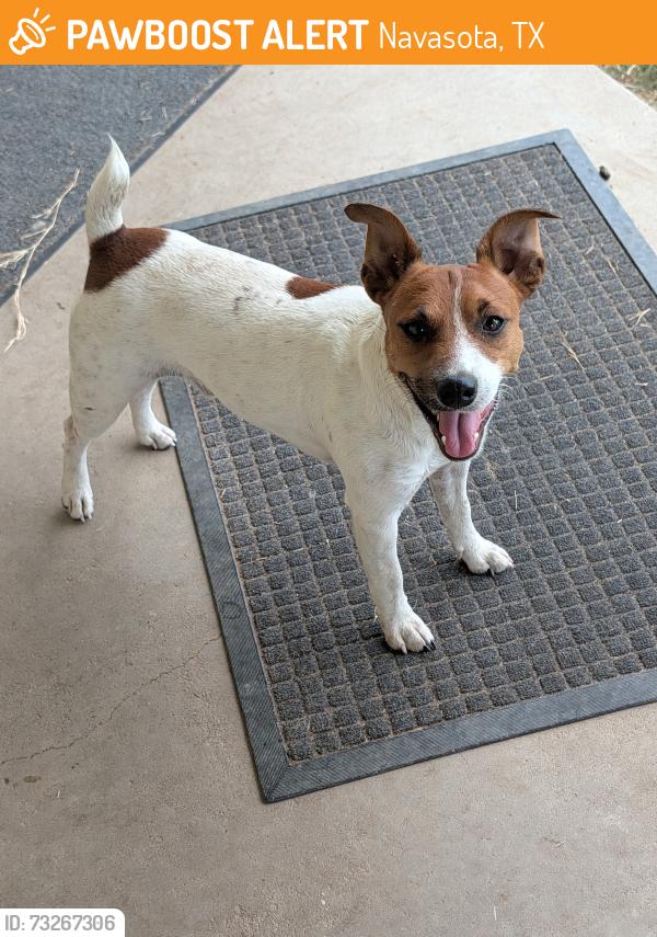 Found/Stray Male Dog last seen C.R. 413 Navasota TX, Navasota, TX 77868