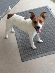 Found/Stray Male Dog last seen C.R. 413 Navasota TX, Navasota, TX 77868