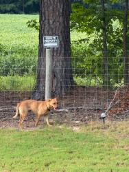 Found/Stray Female Dog last seen toddwick ct, raleigh, Raleigh, NC 27616