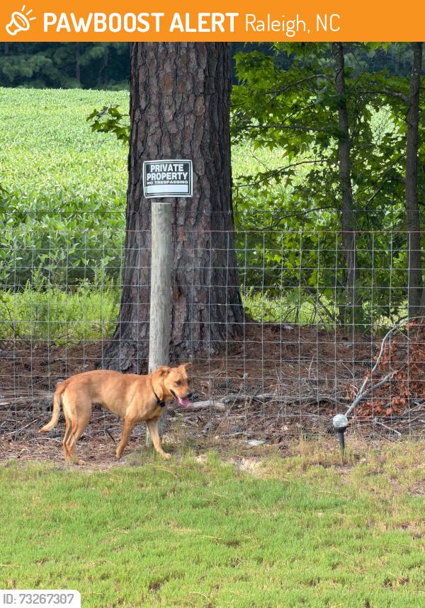 Found/Stray Female Dog last seen toddwick ct, raleigh, Raleigh, NC 27616