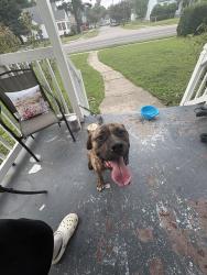 Found/Stray Male Dog last seen Robin Hood, Norfolk, VA 23513