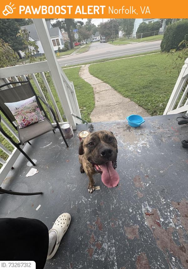 Found/Stray Male Dog last seen Robin Hood, Norfolk, VA 23513