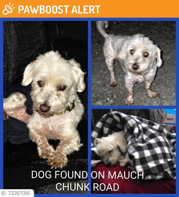 Found/Stray Male Dog last seen Grumpy's Bar and Grill, South Whitehall Township, PA 18052