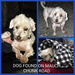 Found/Stray Male Dog last seen Grumpy's Bar and Grill, South Whitehall Township, PA 18052