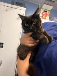 Shelter Stray Male Cat last seen DAWNRIDGE RD & BERKSHIRE AV, Roseville City, CA, 200 Tahoe Ave, Roseville, CA 95678, USA