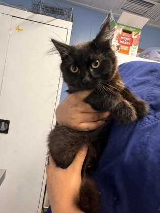 Shelter Stray Male Cat last seen DAWNRIDGE RD & BERKSHIRE AV, Roseville City, CA, 200 Tahoe Ave, Roseville, CA 95678, USA