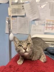 Shelter Stray Male Cat last seen MAIN ST & WASHINGTON BL, Roseville City, CA, 200 Tahoe Ave, Roseville, CA 95678, USA
