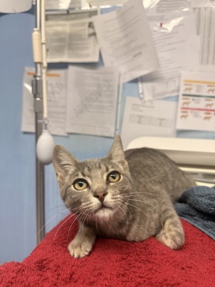 Shelter Stray Male Cat last seen MAIN ST & WASHINGTON BL, Roseville City, CA, 200 Tahoe Ave, Roseville, CA 95678, USA