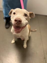 Shelter Stray Female Dog last seen S Marks Ave & Church Ave, Fresno Zone Fresno CO 2 93706, CA, 1510 W Dan Ronquillo Dr, Fresno, CA 93706, USA