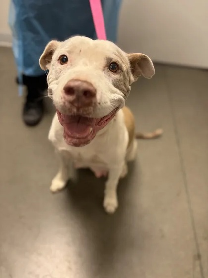 Shelter Stray Female Dog last seen S Marks Ave & Church Ave, Fresno Zone Fresno CO 2 93706, CA, 1510 W Dan Ronquillo Dr, Fresno, CA 93706, USA