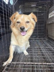 Shelter Stray Female Dog last seen W Mount Whitney Ave & S West Ave, Riverdale Zone Fresno CO 1B 93656, CA, 1510 W Dan Ronquillo Dr, Fresno, CA 93706, USA