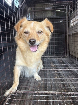 Shelter Stray Female Dog last seen W Mount Whitney Ave & S West Ave, Riverdale Zone Fresno CO 1B 93656, CA, 1510 W Dan Ronquillo Dr, Fresno, CA 93706, USA