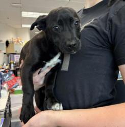 Shelter Stray Male Dog last seen High and Agua Vista, Oakland, CA, 1101 29th Ave, Oakland, CA 94601, USA