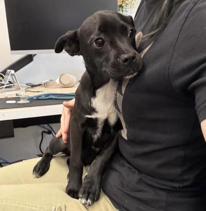Shelter Stray Male Dog last seen High and Agua Vista, Oakland, CA, 1101 29th Ave, Oakland, CA 94601, USA