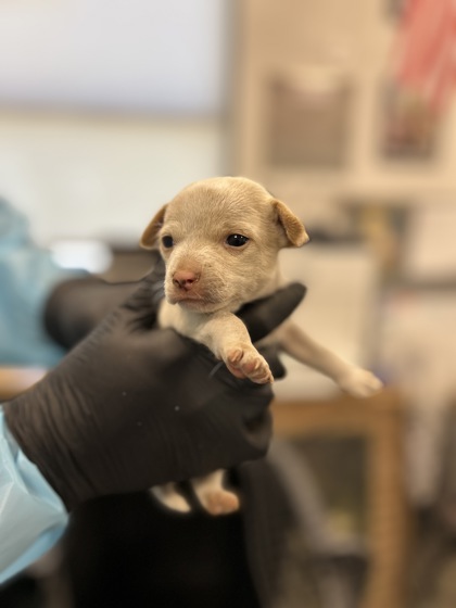 Shelter Stray Male Dog last seen W Mount Whitney Ave & S West Ave, Riverdale Zone Fresno CO 1B 93656, CA, 1510 W Dan Ronquillo Dr, Fresno, CA 93706, USA