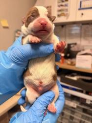 Shelter Stray Male Dog last seen S Marks Ave & Church Ave, Fresno Zone Fresno CO 2 93706, CA, 1510 W Dan Ronquillo Dr, Fresno, CA 93706, USA
